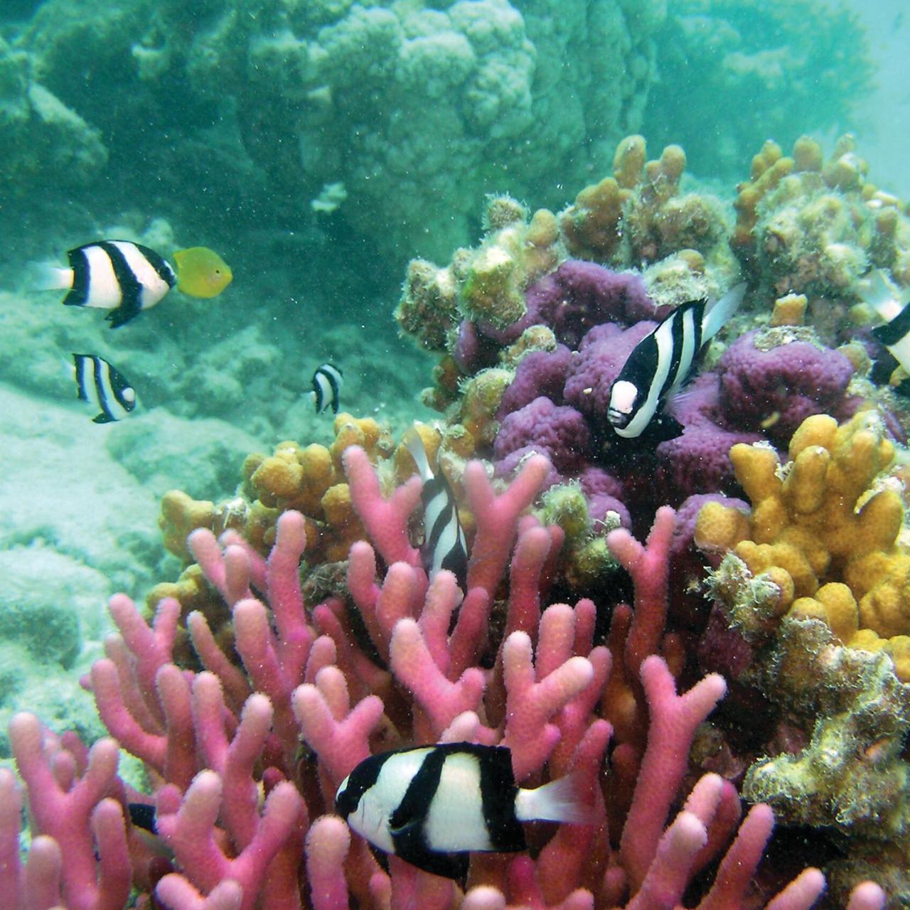 Reef Suite Agnes Water Exterior foto